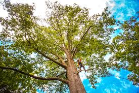 How Our Tree Care Process Works  in  Pickerington, OH