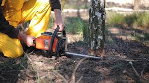 Best Stump Grinding and Removal  in Pickerington, OH